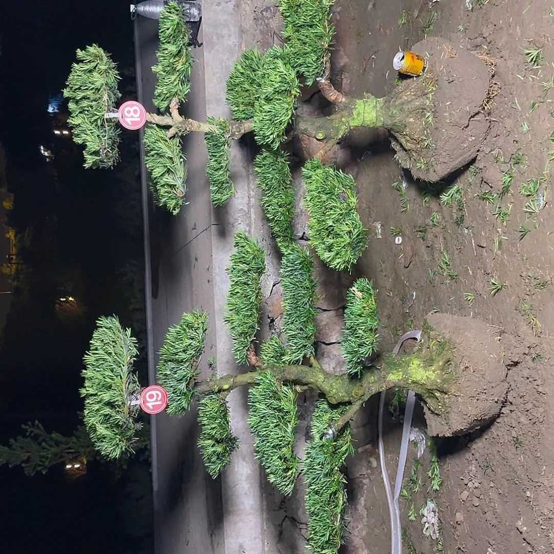 @***&无花朵14852552522855