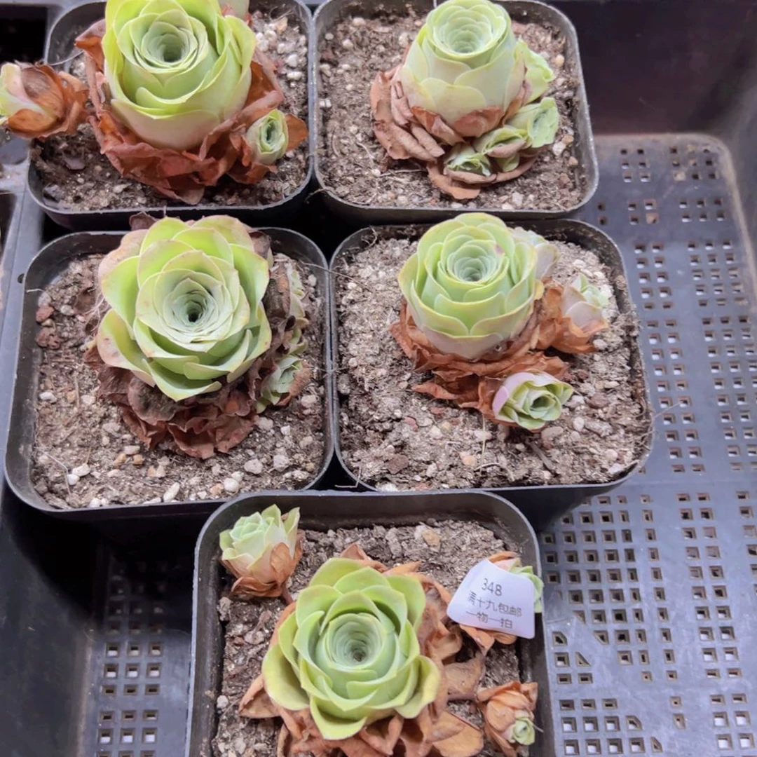 348 侧牙掉了不包损无售后