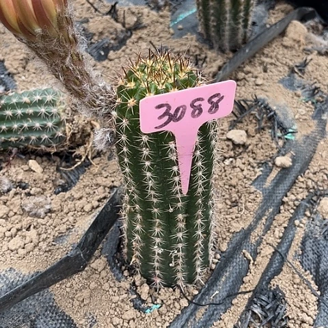 清清3.281不保花3088