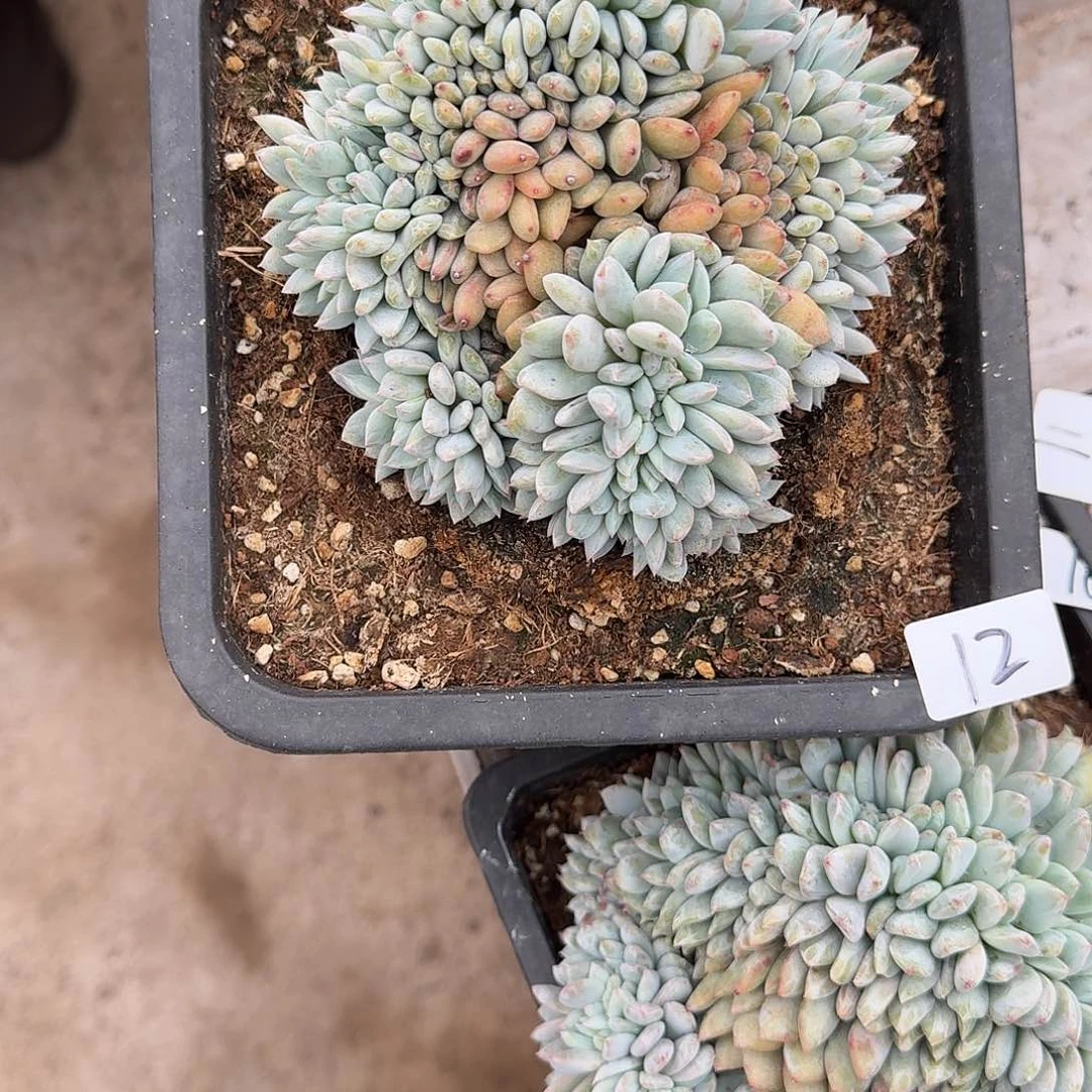 宁*12 号橙子缀化多肉植物 000