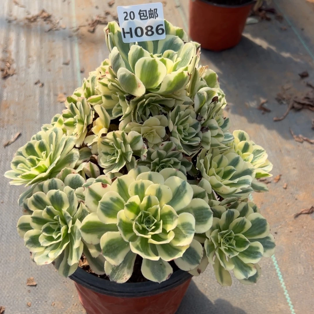 086迈巴赫，多肉法师