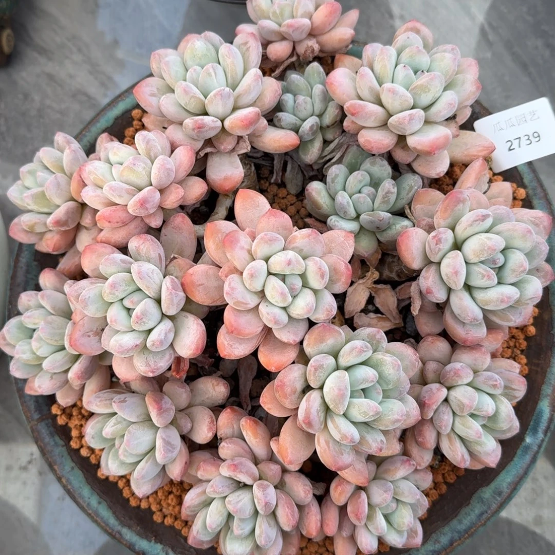 2739香水大群多肉植物