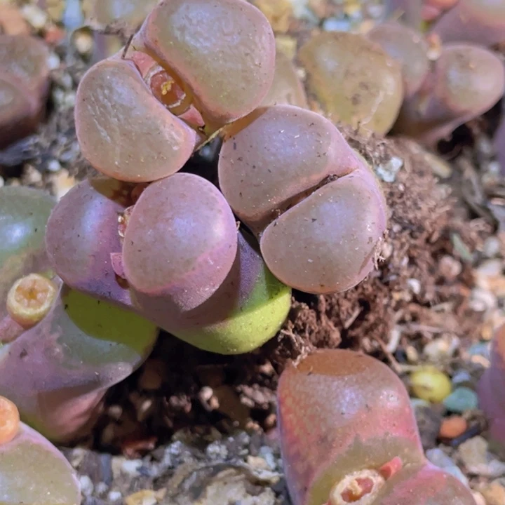 48886666686666688588