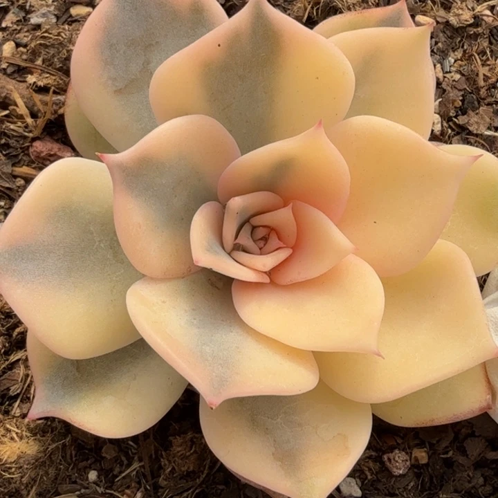 丽娜锦多肉植物一物一拍