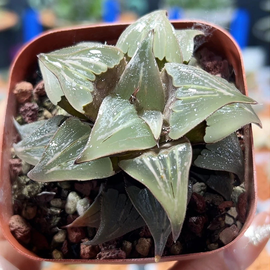 十二卷泉水多肉1