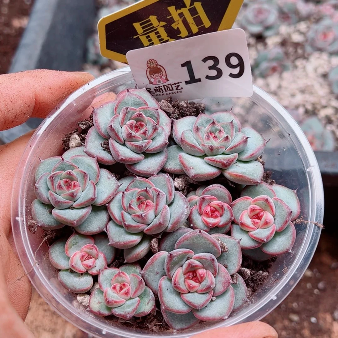多肉植物多肉植物