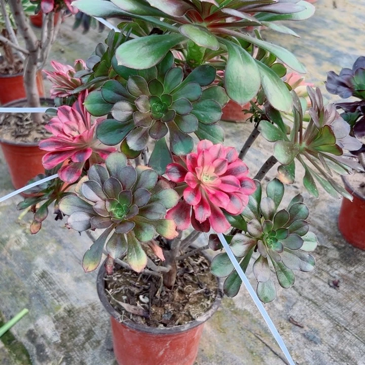 685圆叶嫁接多肉植物