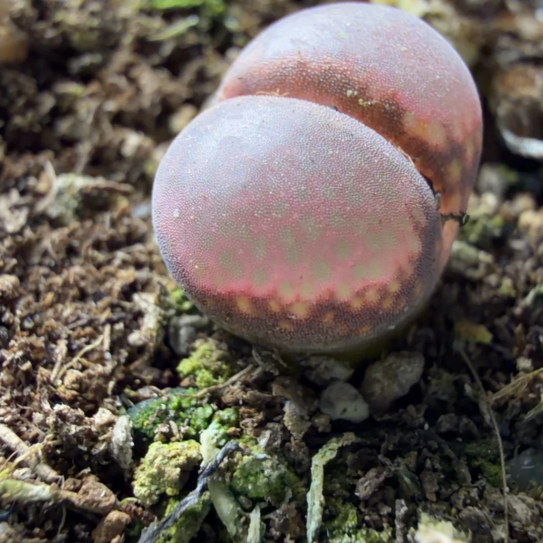 c10一颗正版精品861号