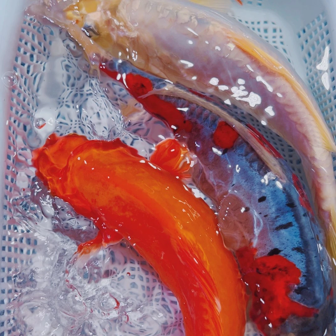 海水鱼锦鲤冷水159