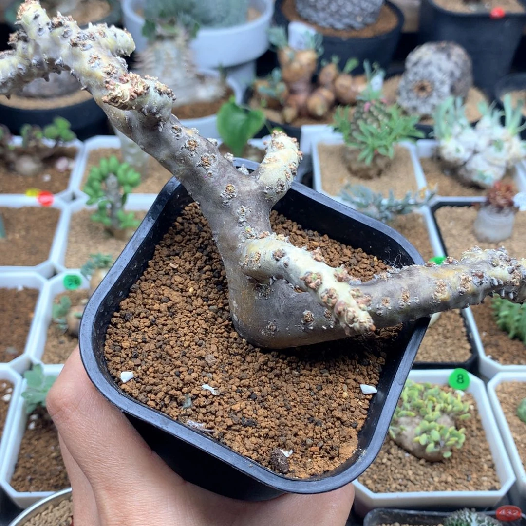 ?****宝黑皮月界的多肉