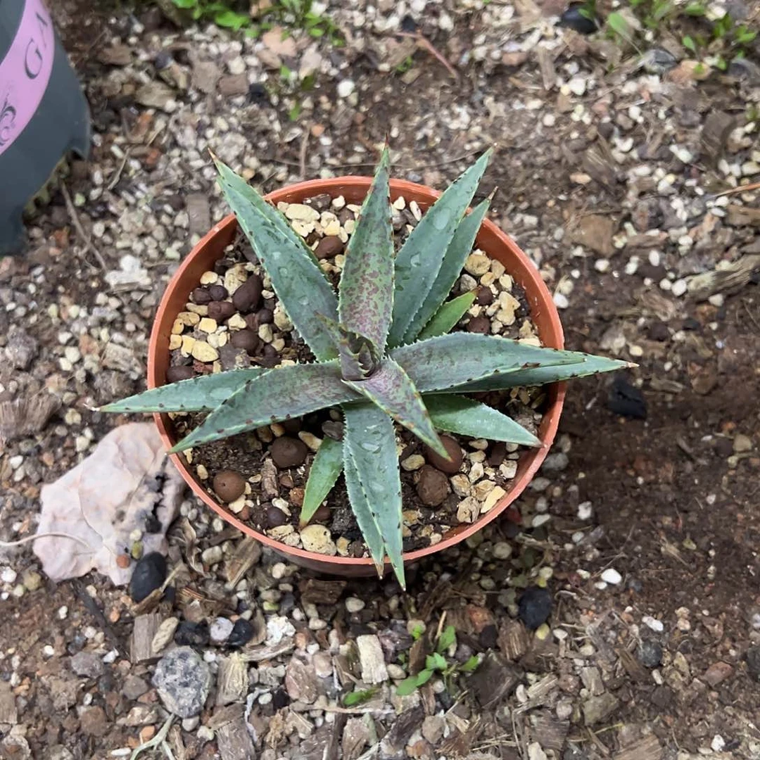 C*Z心魔6号龙舌兰植物