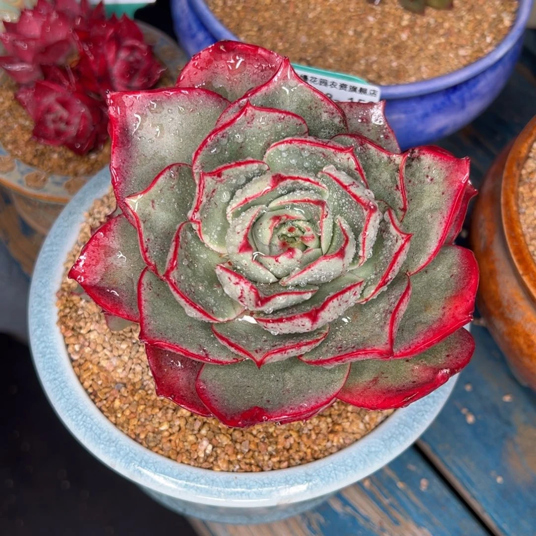 从前慢多肉精选编号0208.152