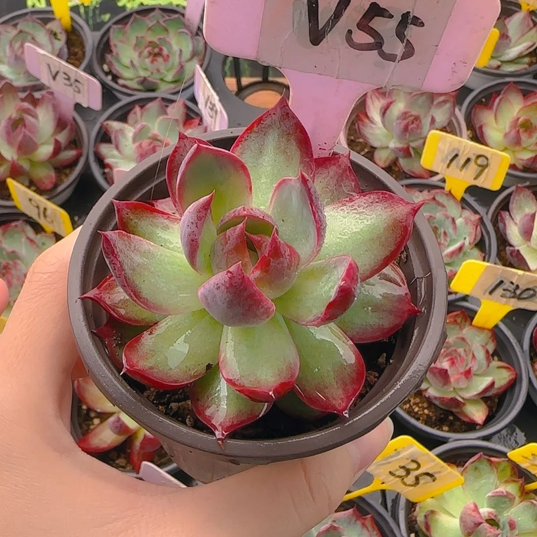 无****?V55 惊鸿单头多肉