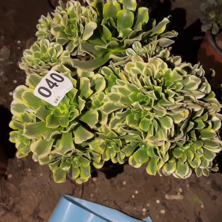 040绿豆沙多肉植物不售后