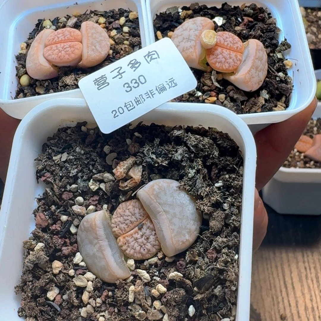 一***年330带盆土发货三颗