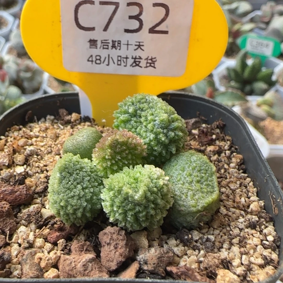 实生福利。     732。