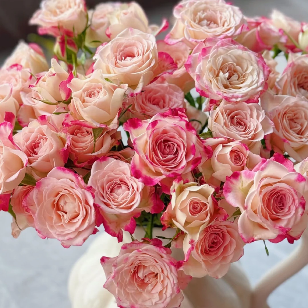 折射多头泡泡玫瑰多头玫瑰玫瑰花云南鲜花花束基地直发可升级冷链