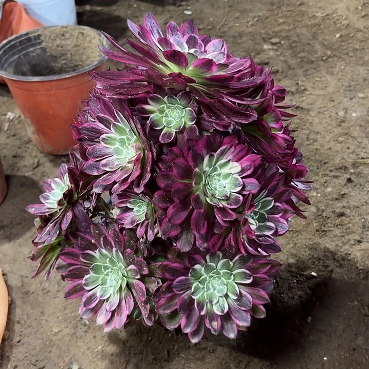 多肉植物法师天合45