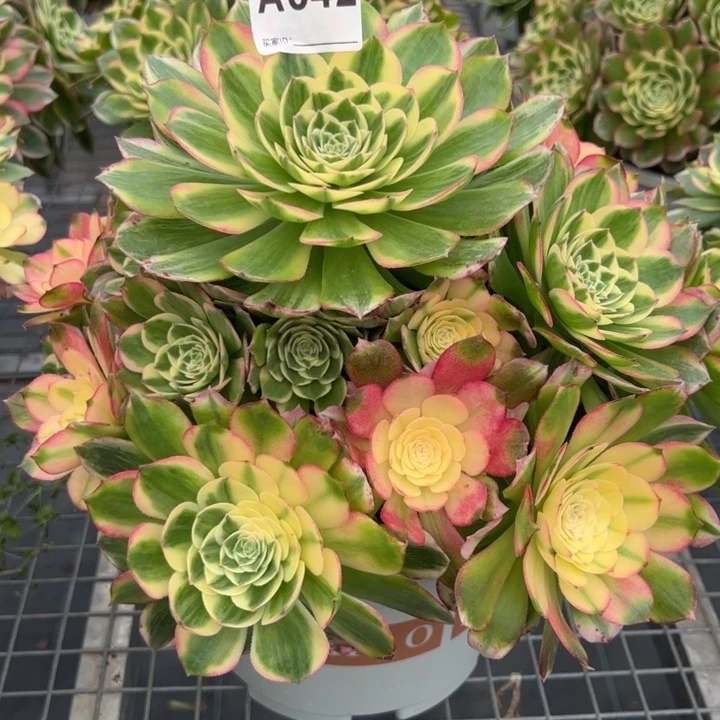 642海鲜30厘米左右