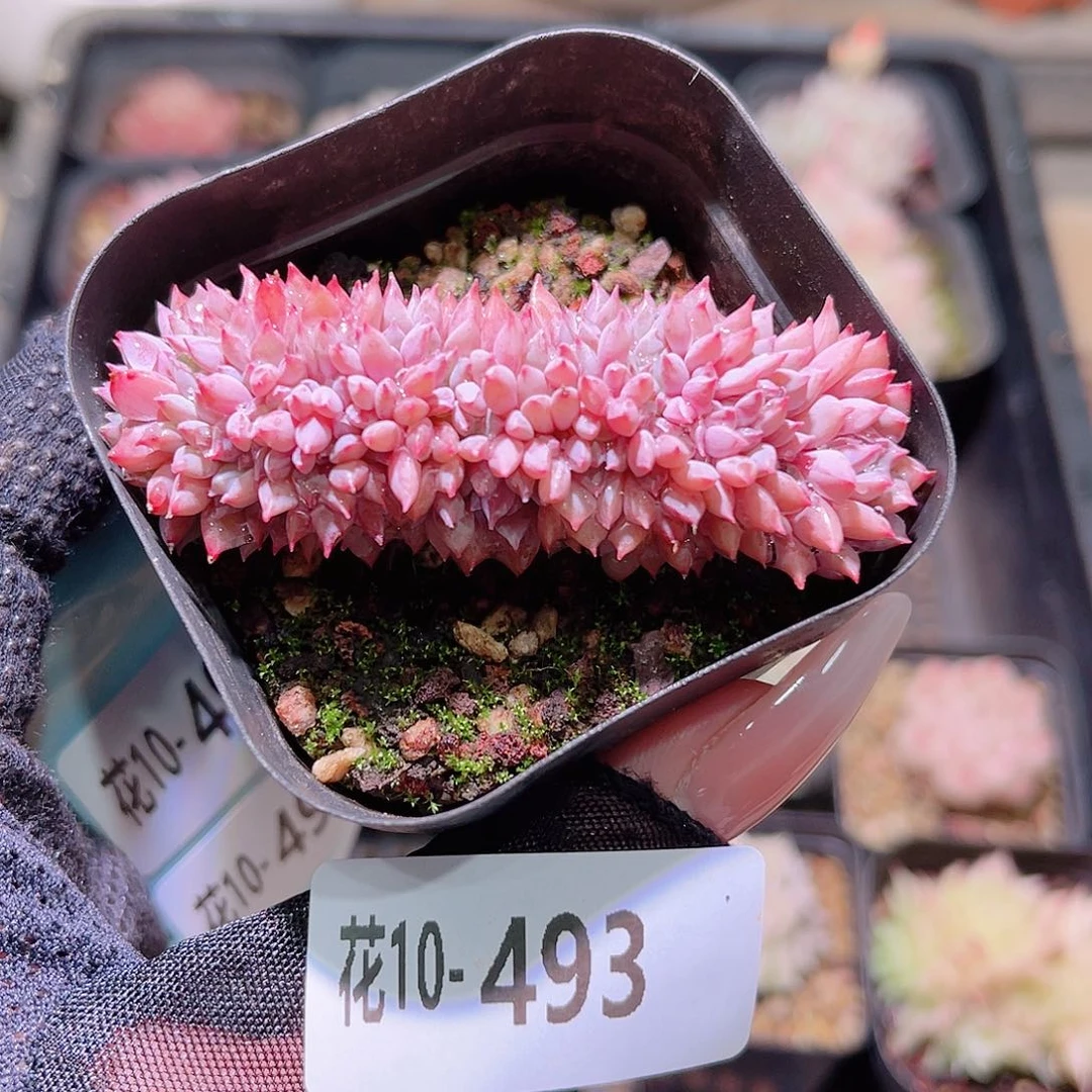 花利美10-493莱恩小精灵缀化