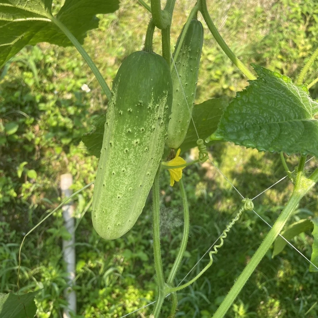 黄瓜云南老品种黄瓜山黄瓜旱黄瓜小时候的味道送辣椒面