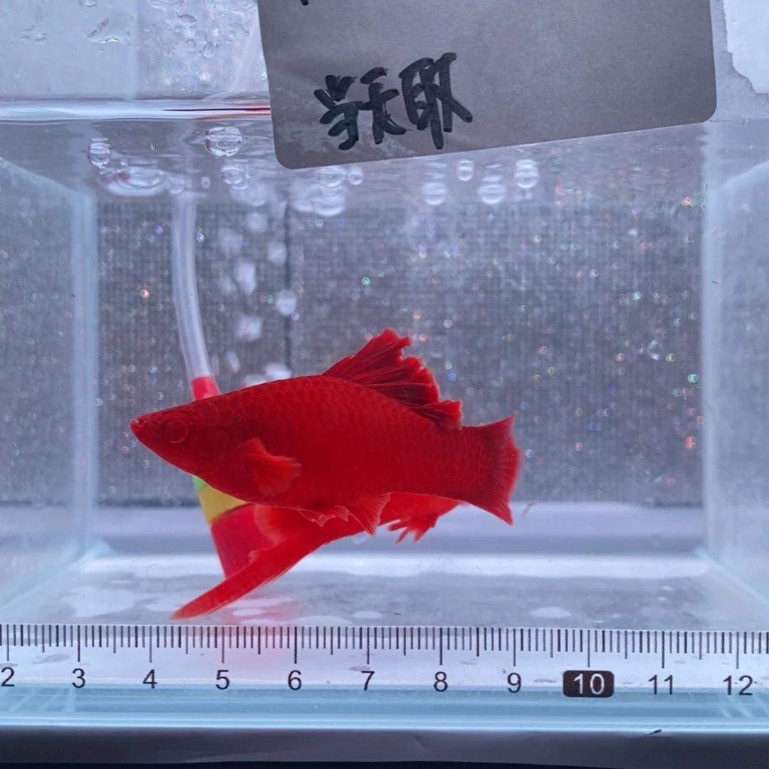 静***开红剑鱼高鳍红剑成鱼1公1母