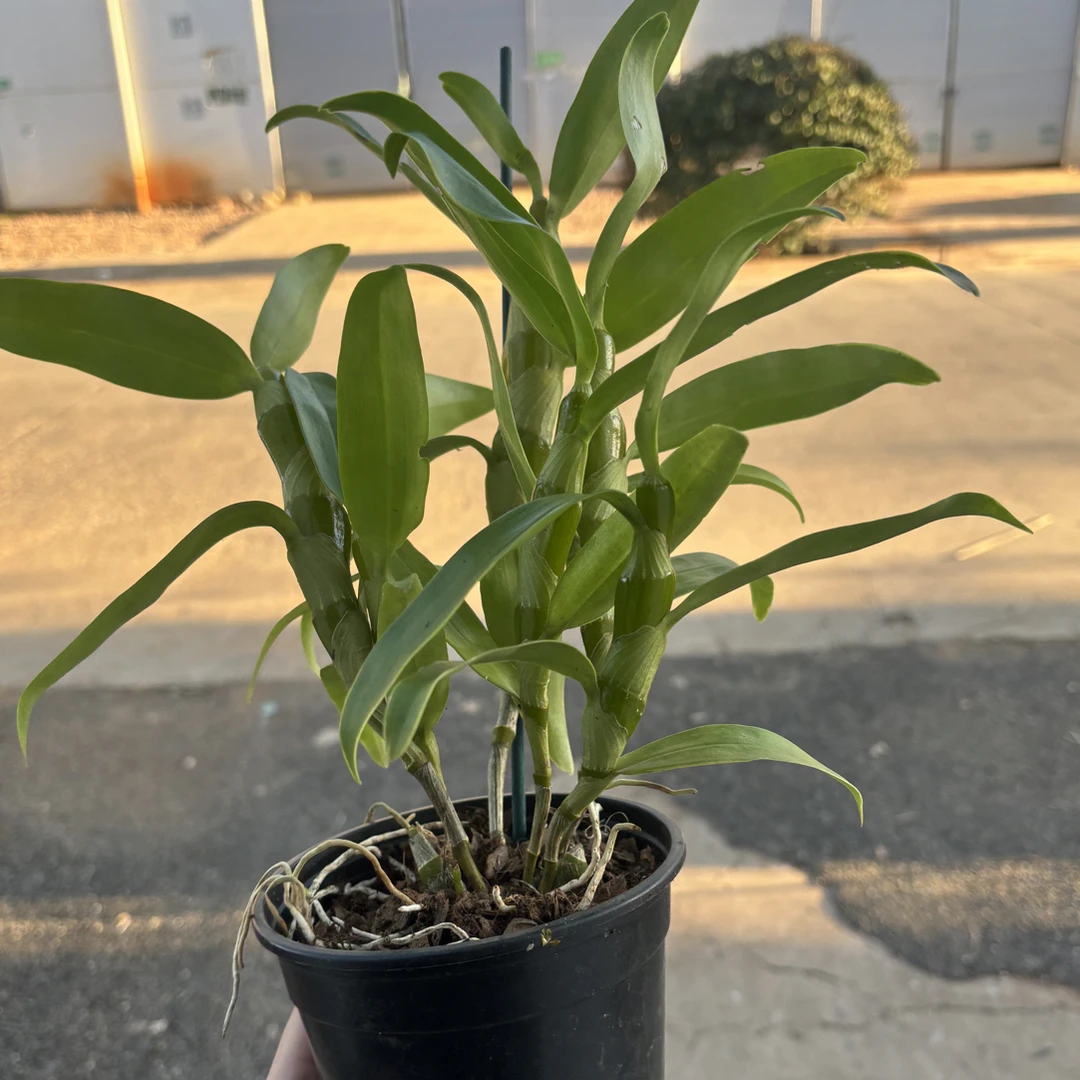 石斛兰青苗组合套装