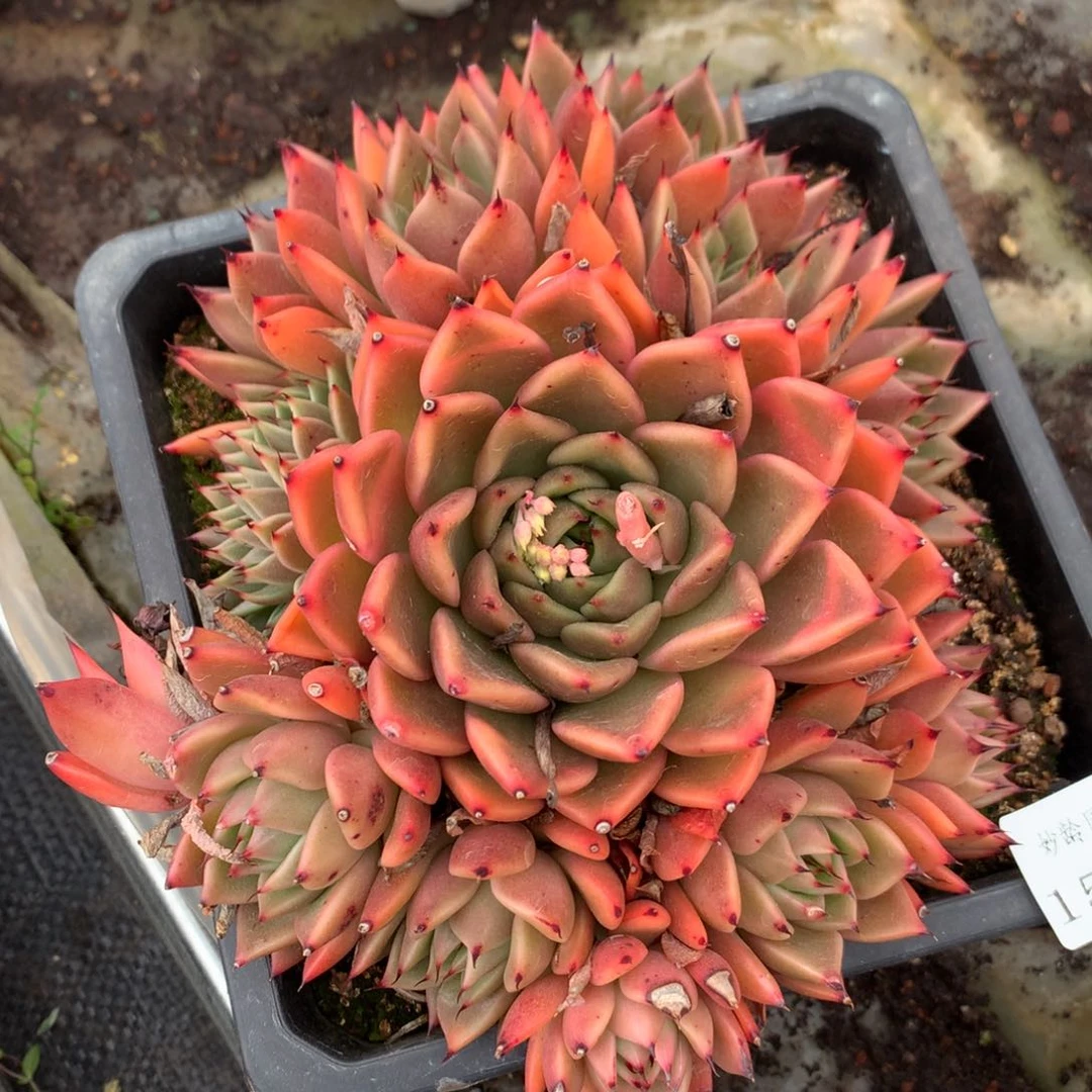 1545杂交精品基地冠18