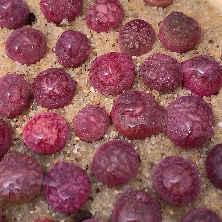 钻墨杂交一颗   买2送1  发紫红色