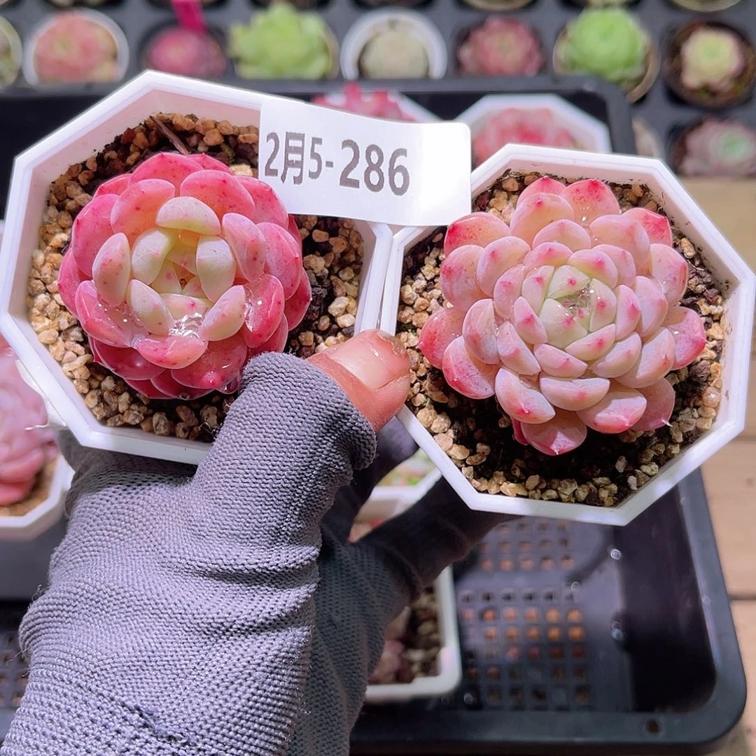 花05-286刚毅➕精选糖心