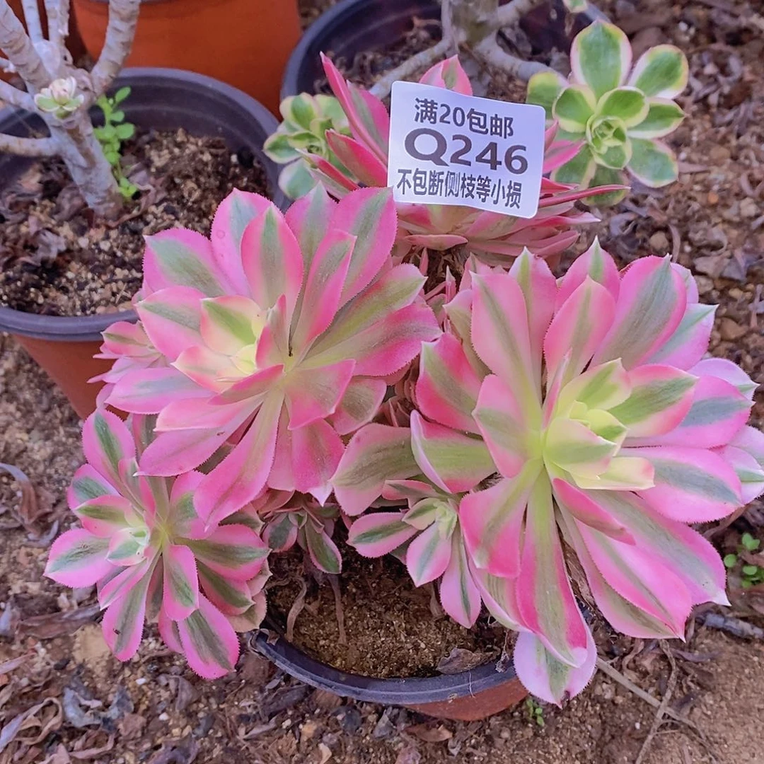 246女巫多肉法师锦多肉有砍