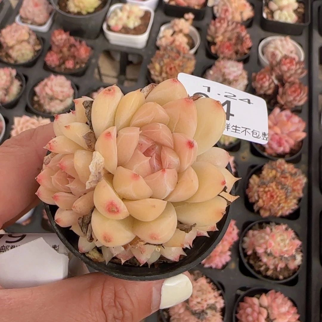 黄体麦秆群一颗脱土发货