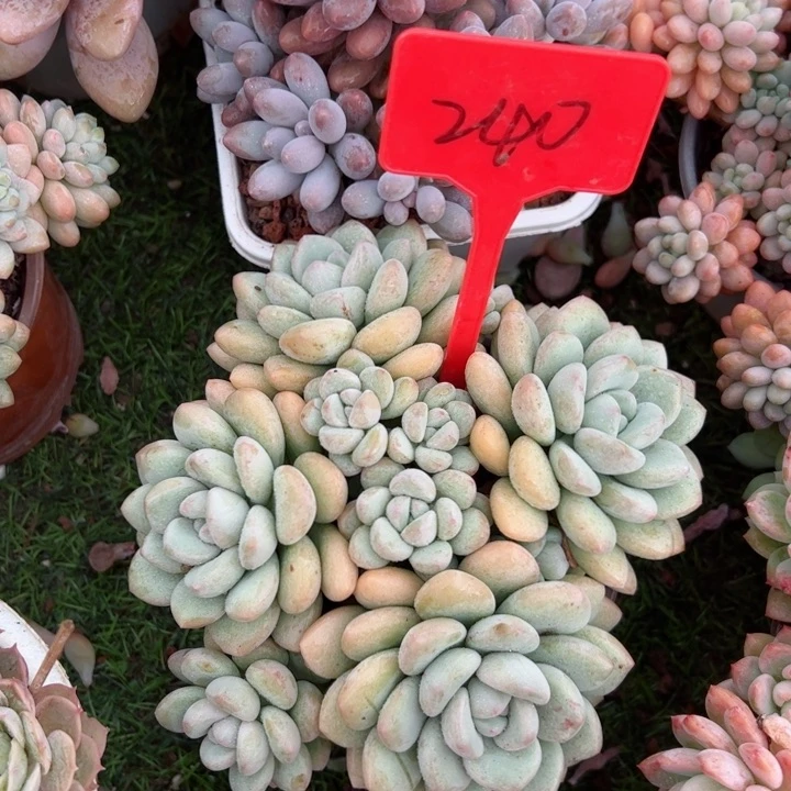 240泡泡平平安安健健康康