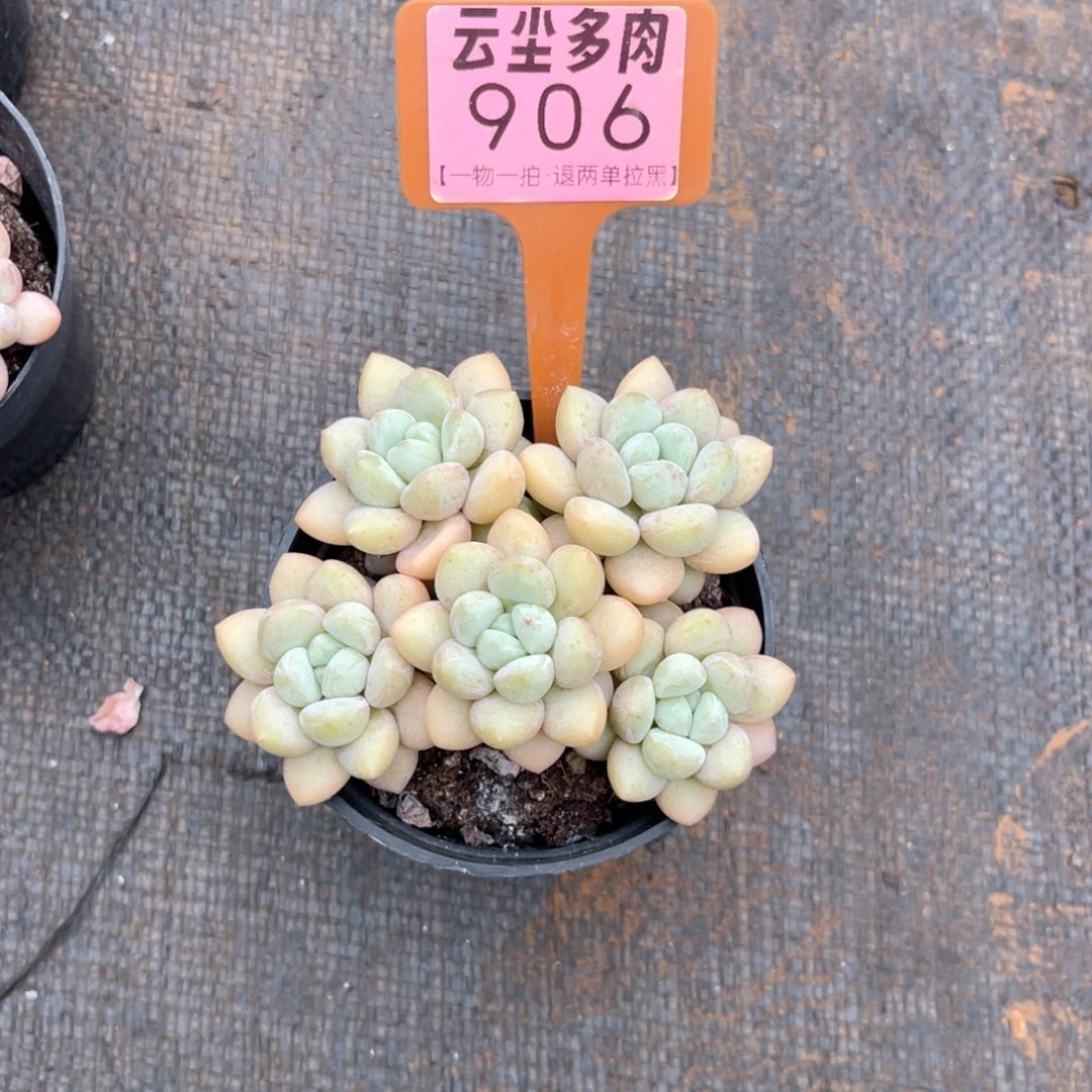 云尘多肉一物一拍906，
