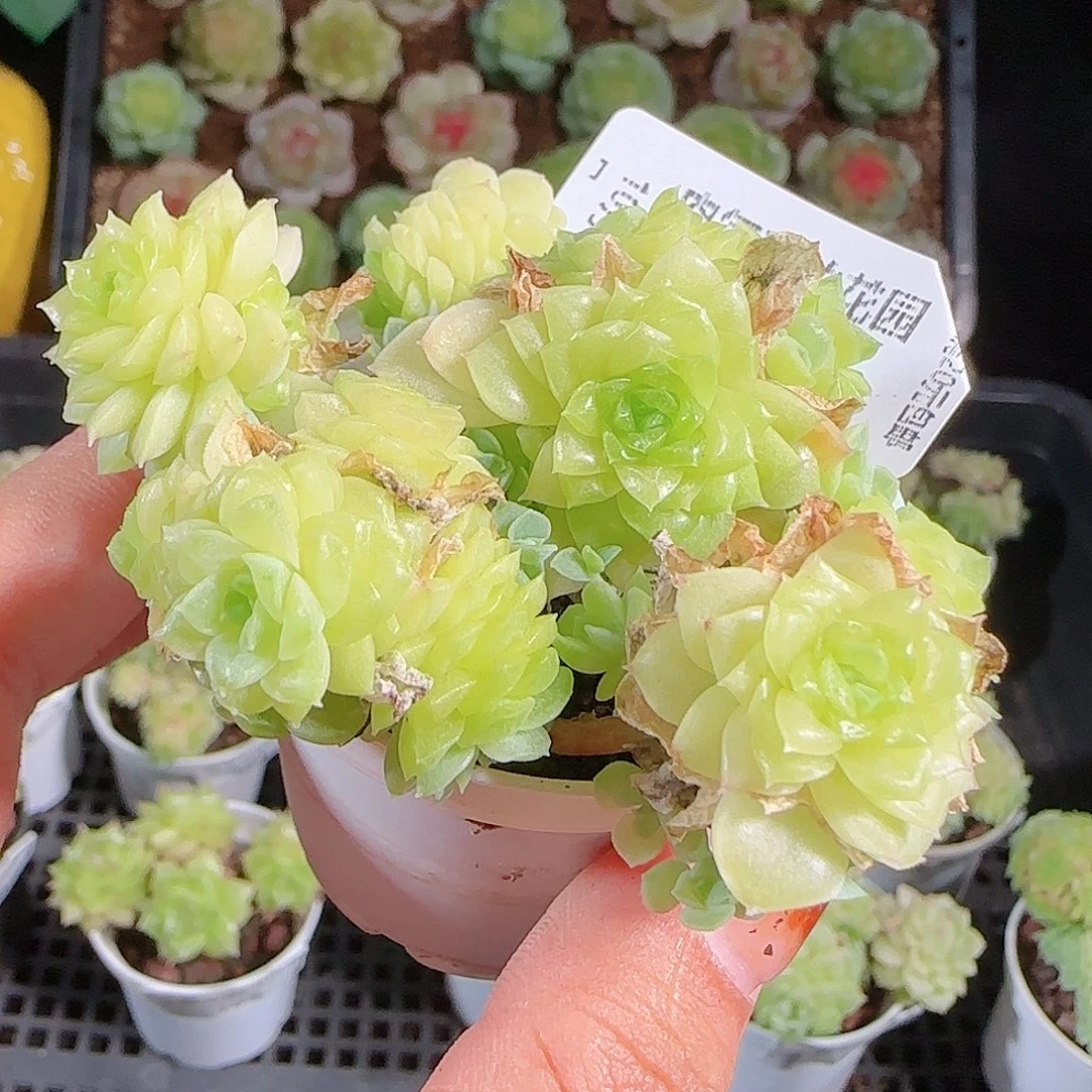 1014---193麦秆优选不包整