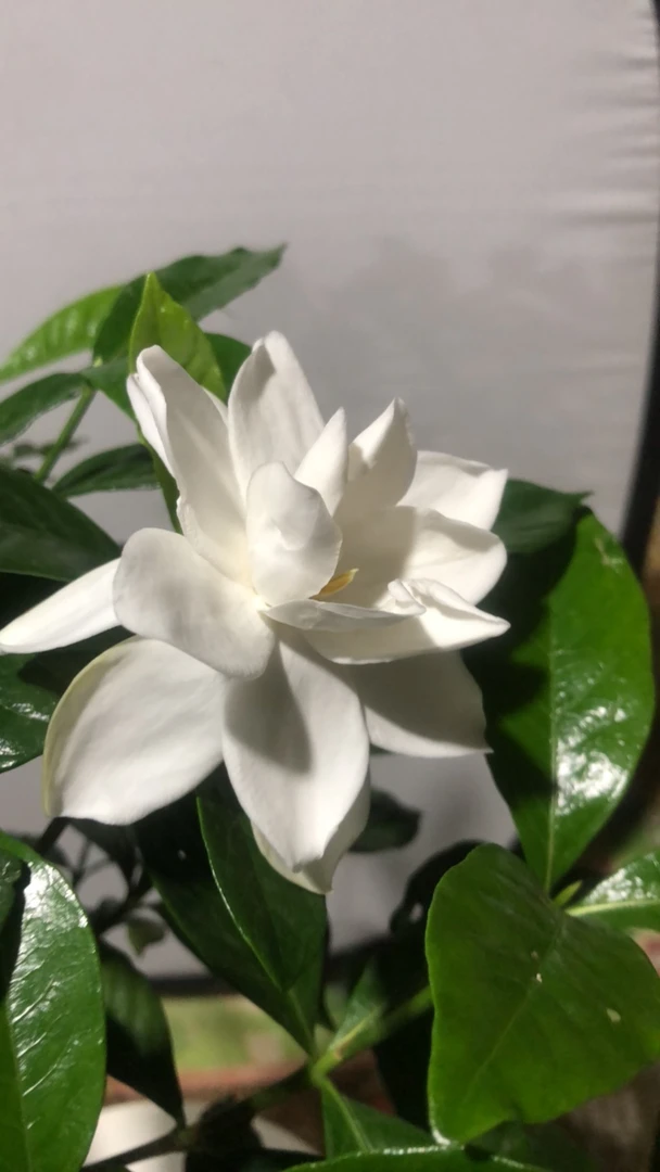 栀子花大叶荷瓣盆栽带花苞花卉植物浓香型四季好养可放阳台室内