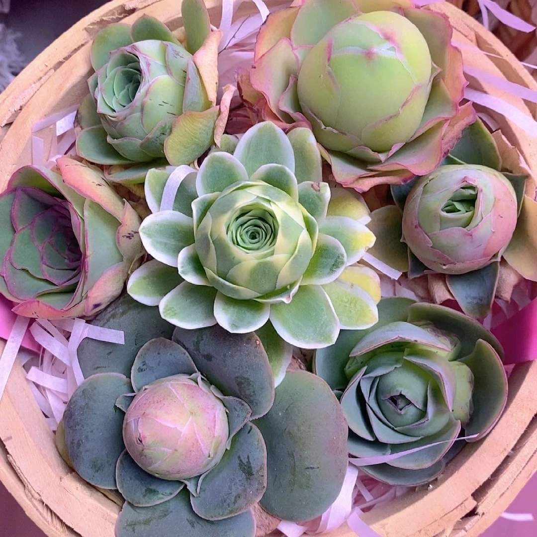 变色的山地玫瑰025