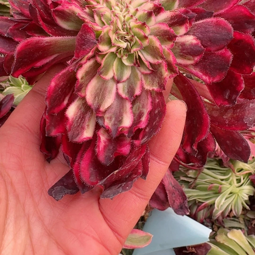 好8605 号多肉法师特价没有根