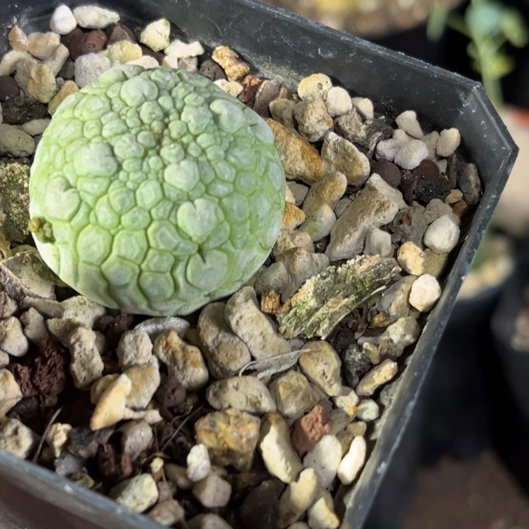 仙人球一物一拍实生2