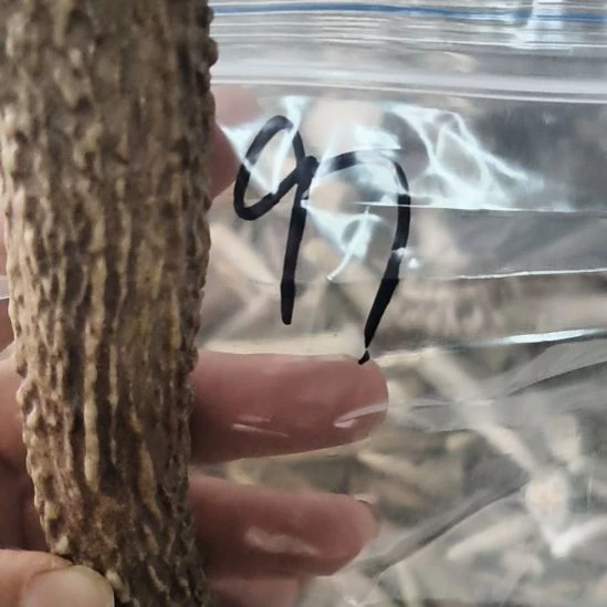 辰***月鹿角鹿角鹿角鹿角鹿角鹿角