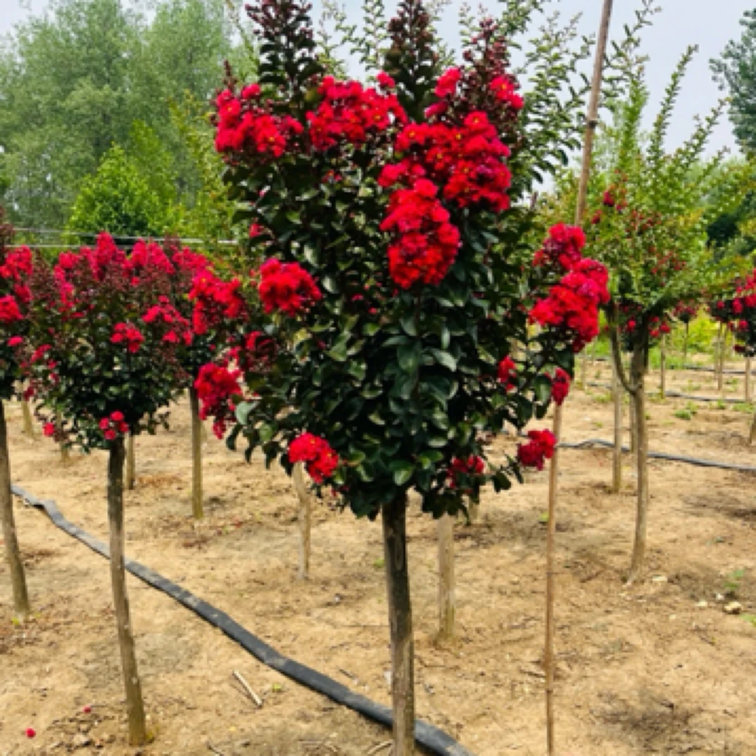 紫薇树苗红火箭百丽摩卡天鹅绒紫精灵庭院绿化耐寒植物南北方种植