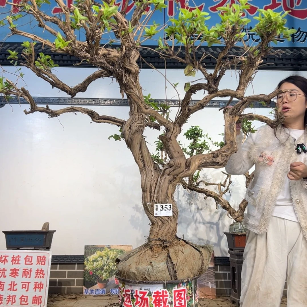 无花朵金银花88888