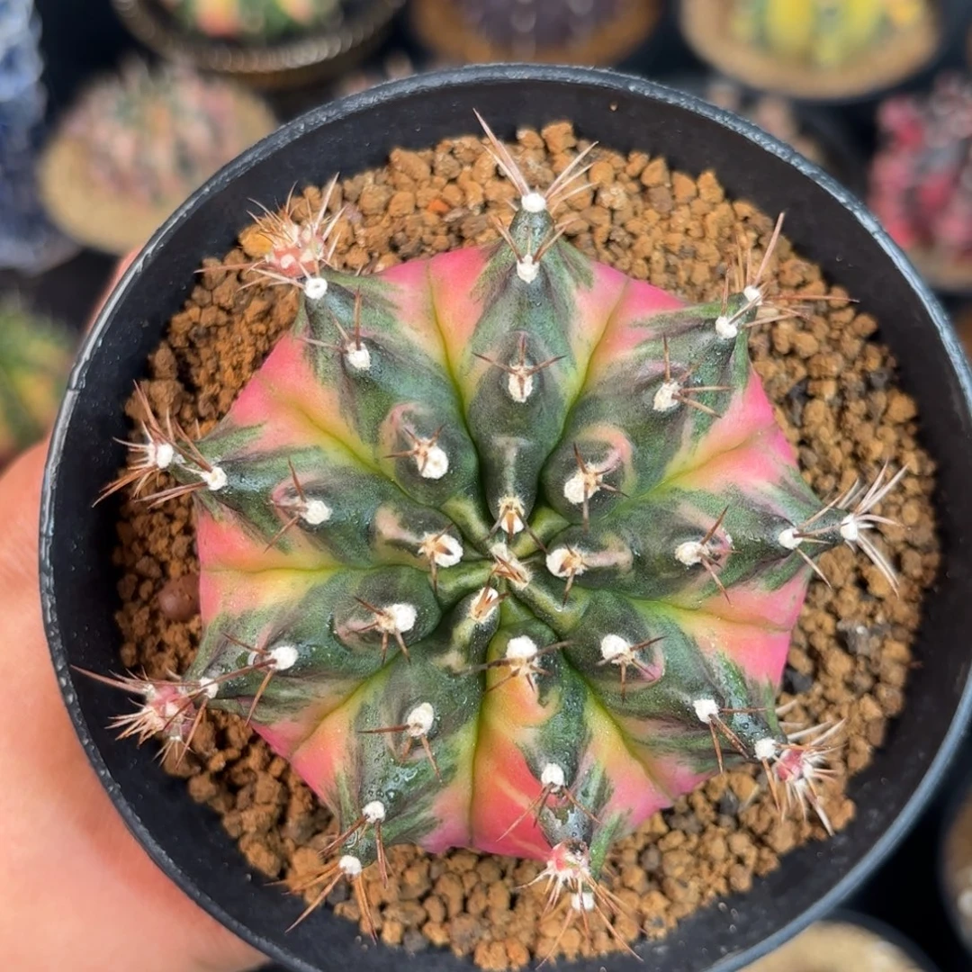 泰系米哈满月母本30