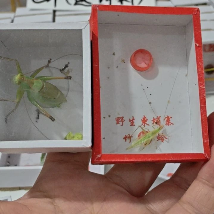 精品套餐吉尔加柬埔寨朱玲