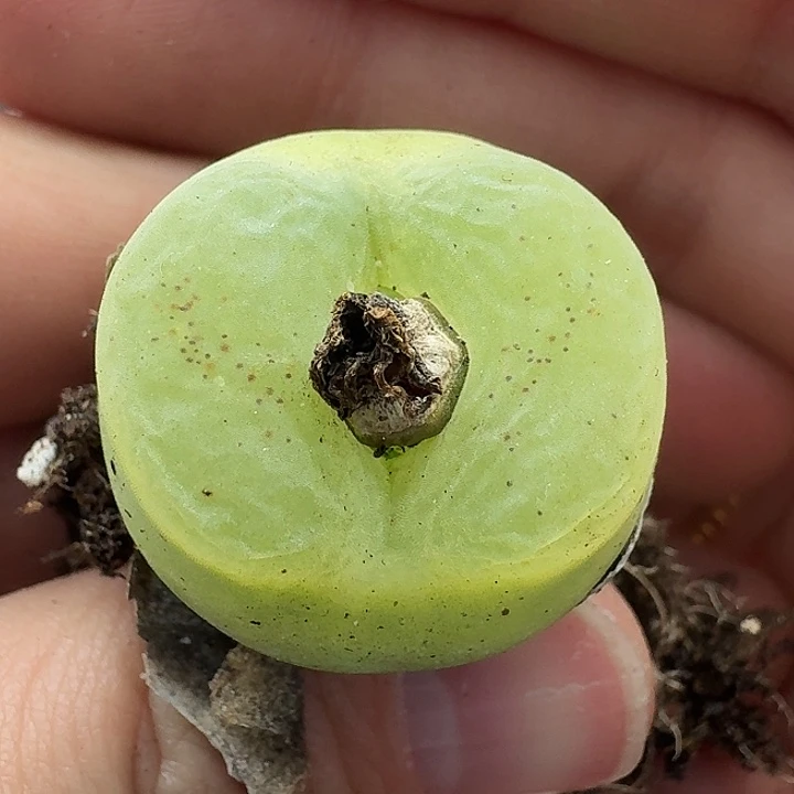 大*老马生石花哦泡1307