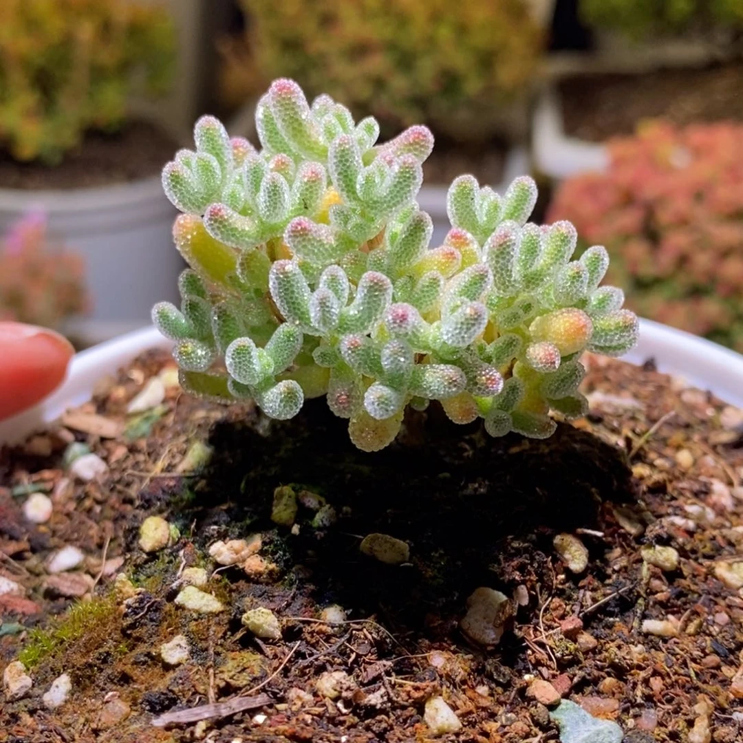 粉钻枝干番杏D936