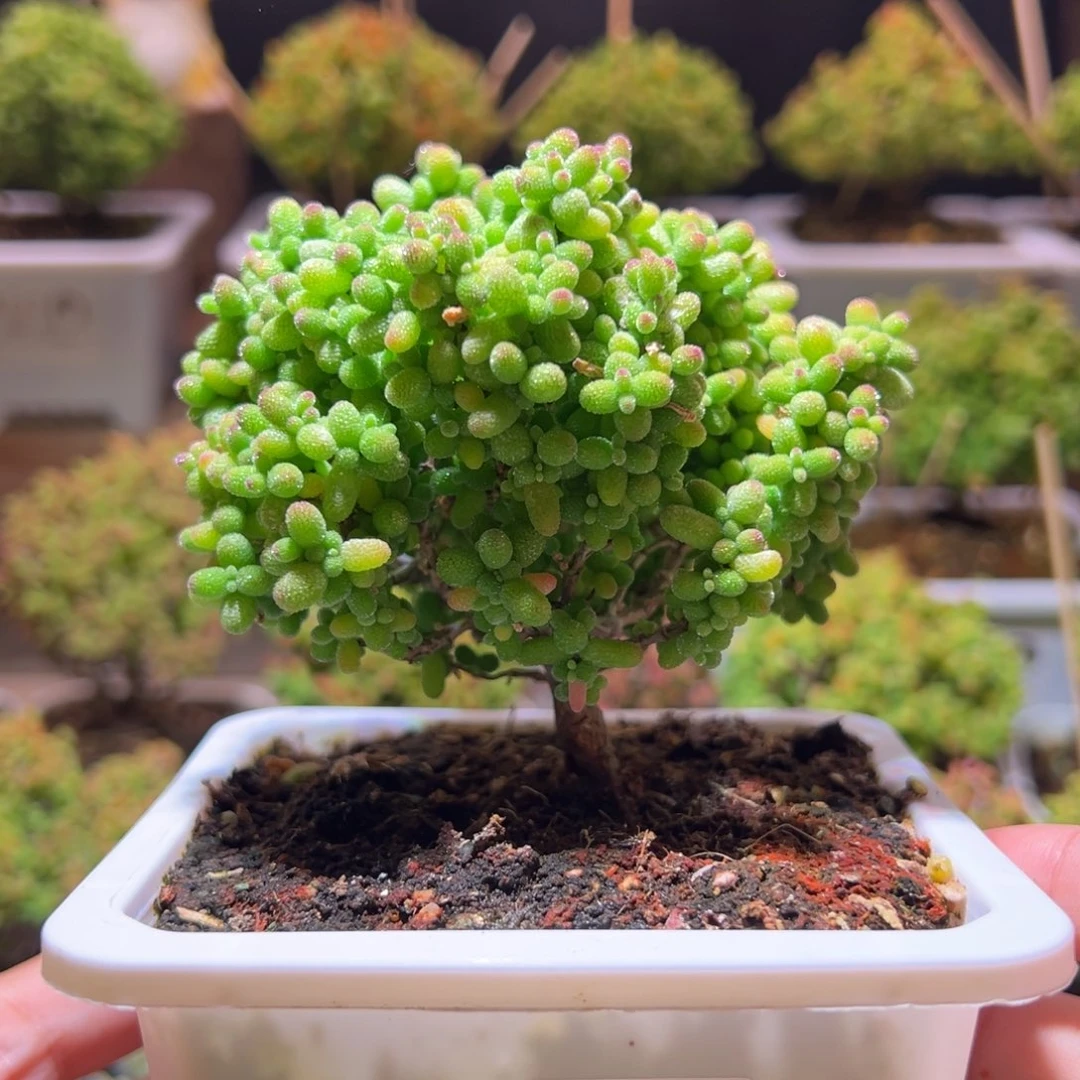 498金桔一物一拍带盆土发货