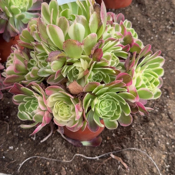 微***笑065水中月到秋天 多肉