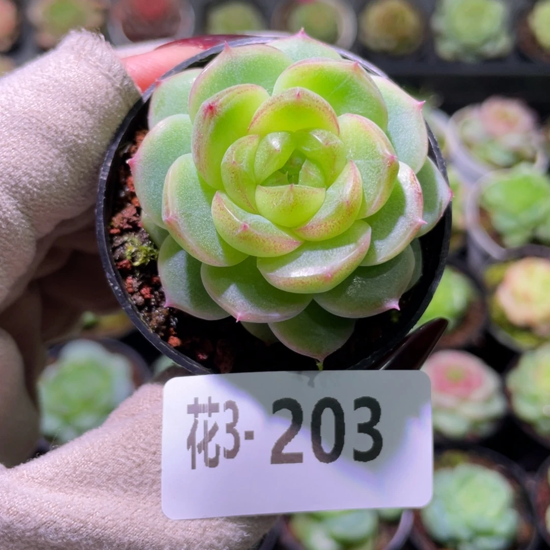 花利美3-203新品珍妮