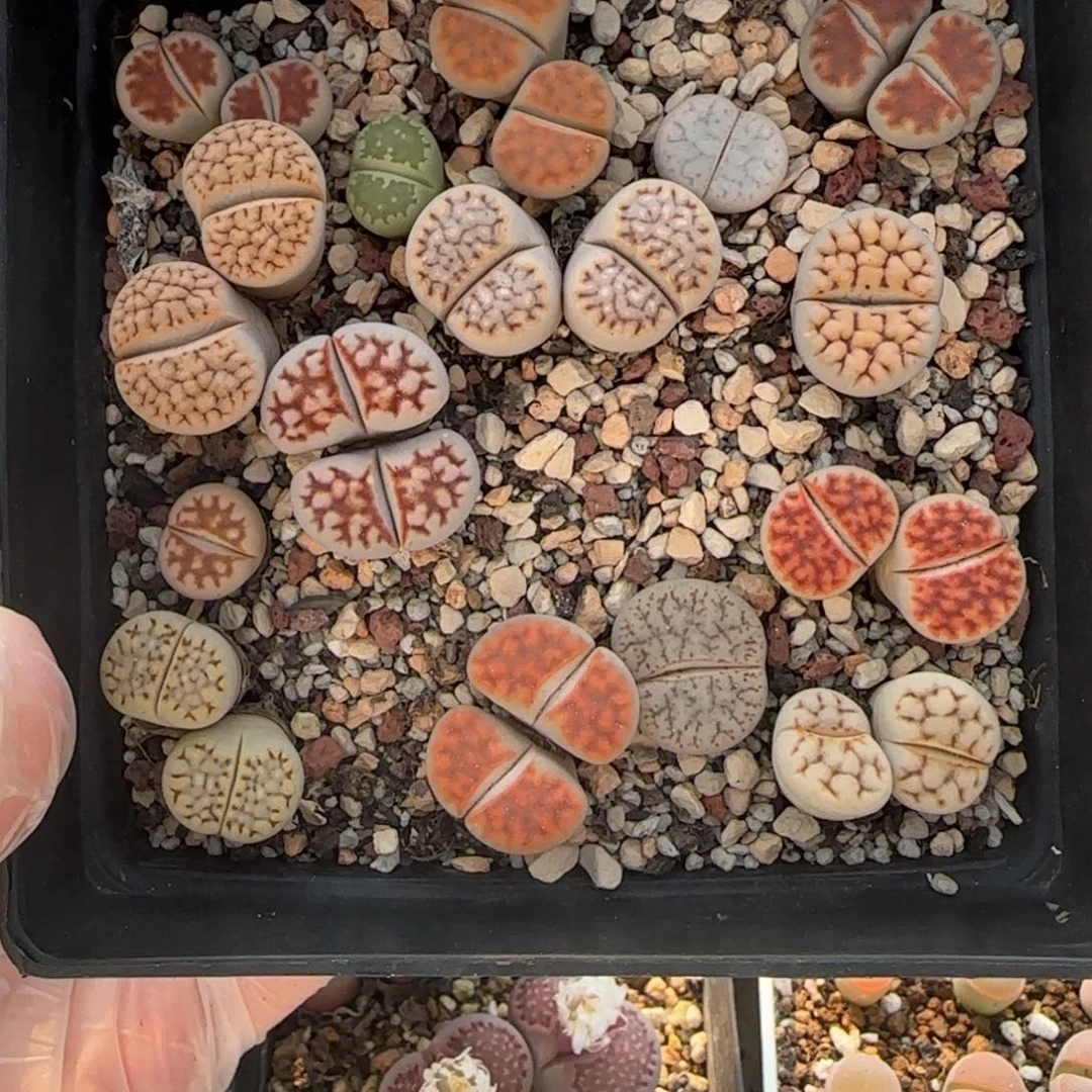 11.21。萌肉满满一盆小彩套。7042